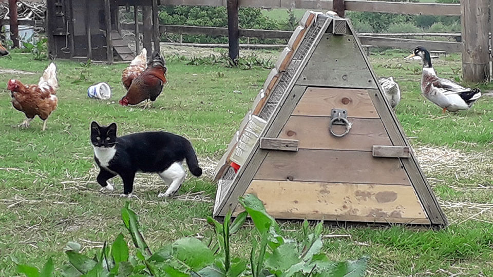 Cat and Poultry