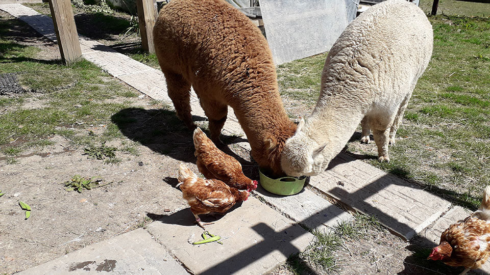 Alpacas Feeding.