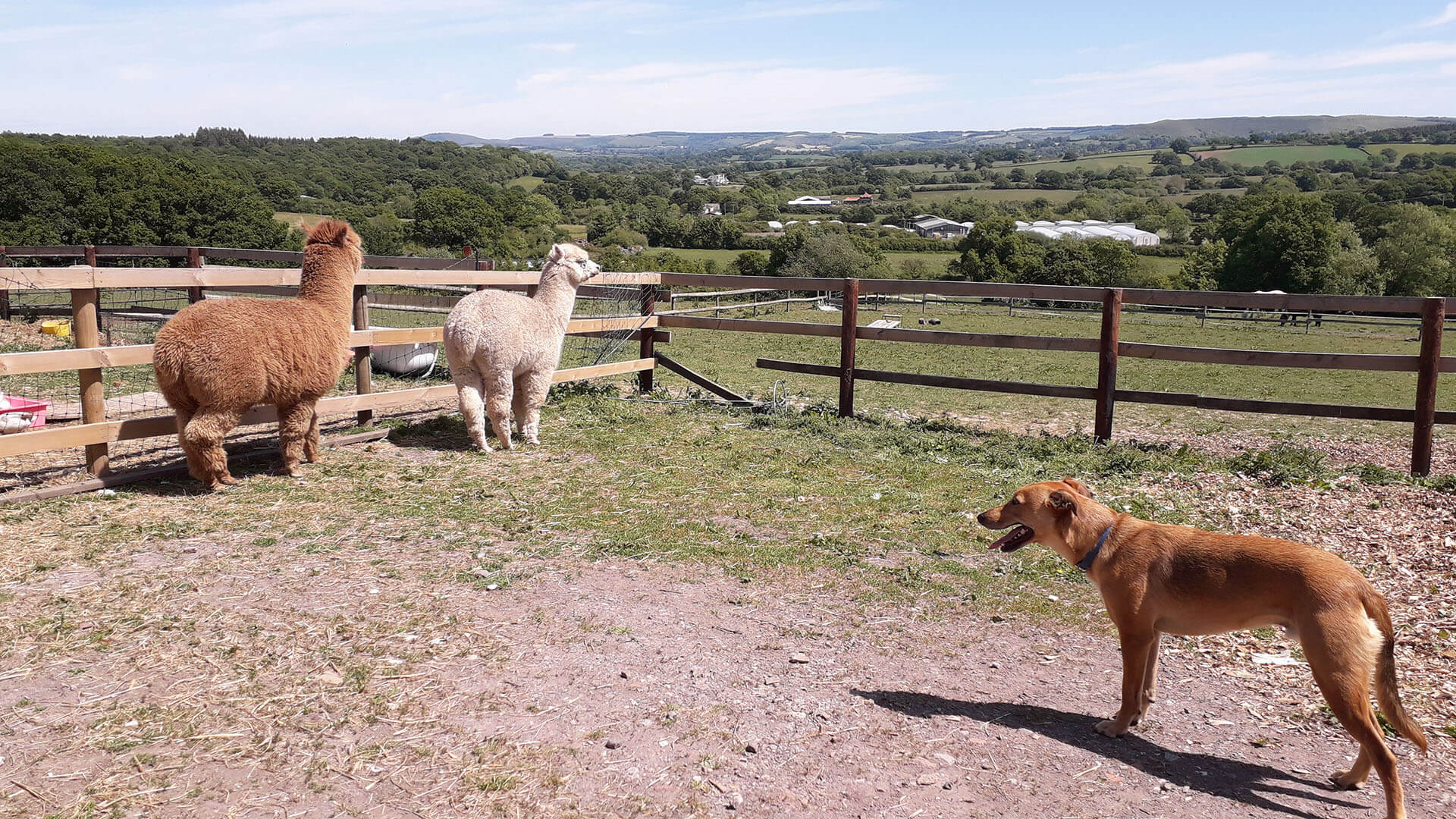 Alpacas, Dog and Countryside.