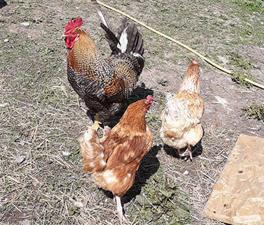 Chickens at Banbury